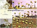 Cribraria aurantiaca-amf2245